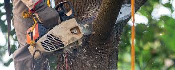 Best Storm Damage Tree Cleanup  in Crestwood, MO