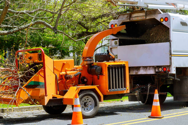 Reliable Crestwood, MO Tree Care  Solutions